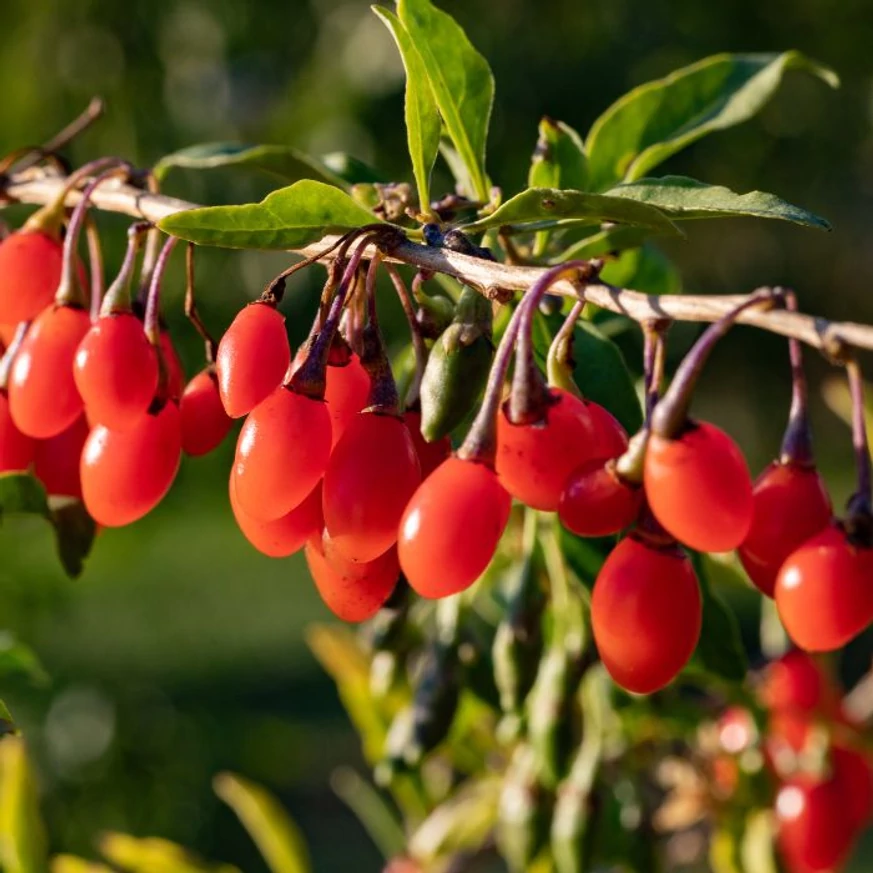 Lycium barbarum - Goji