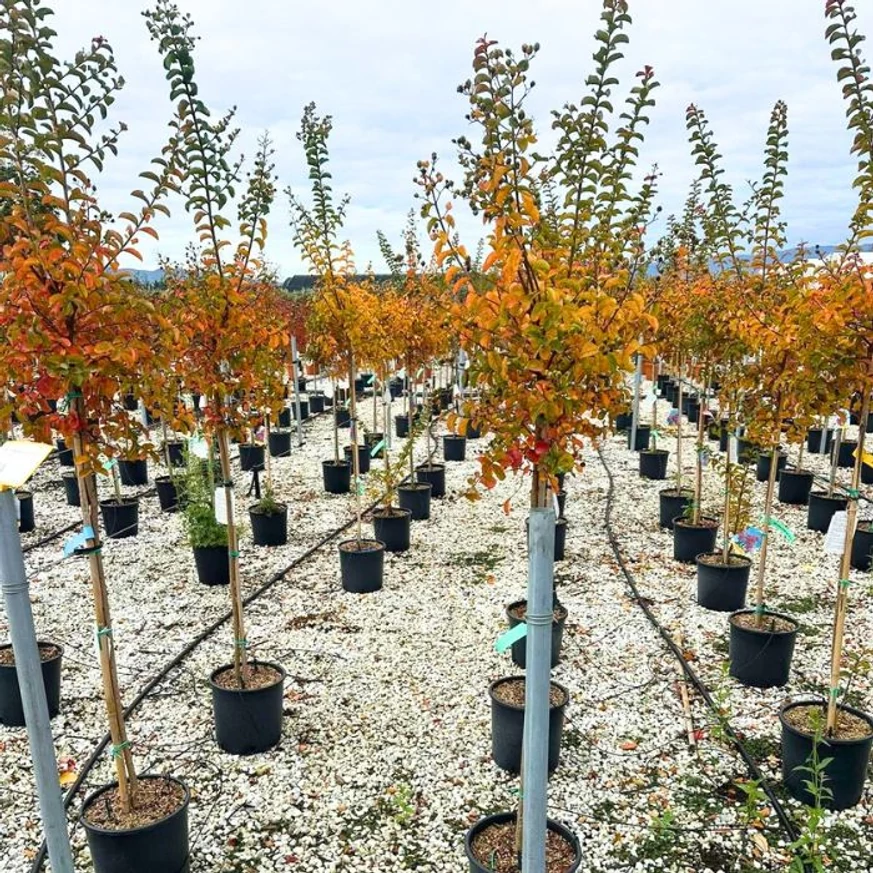 Lagerstroemia MT - Liliac indian cu frunziș verde și trunchi înalt