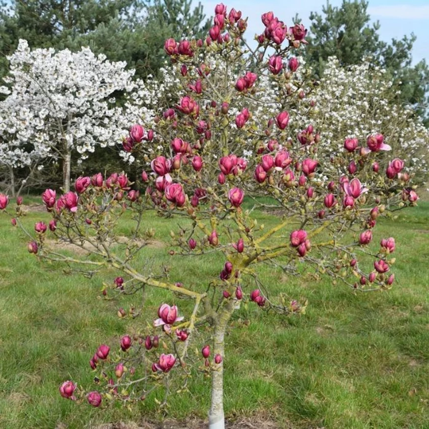 Magnolia soulangeana Genie K5 - Magnolia Genie