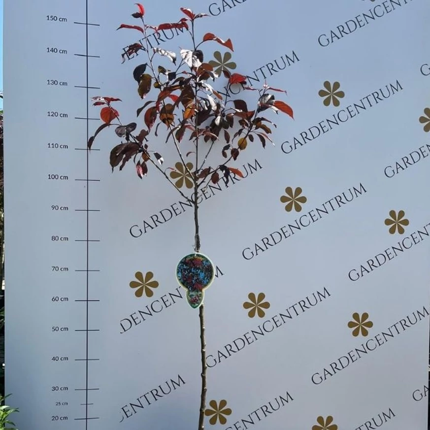 Malus Royalty în pepiniera noastră primăvara.