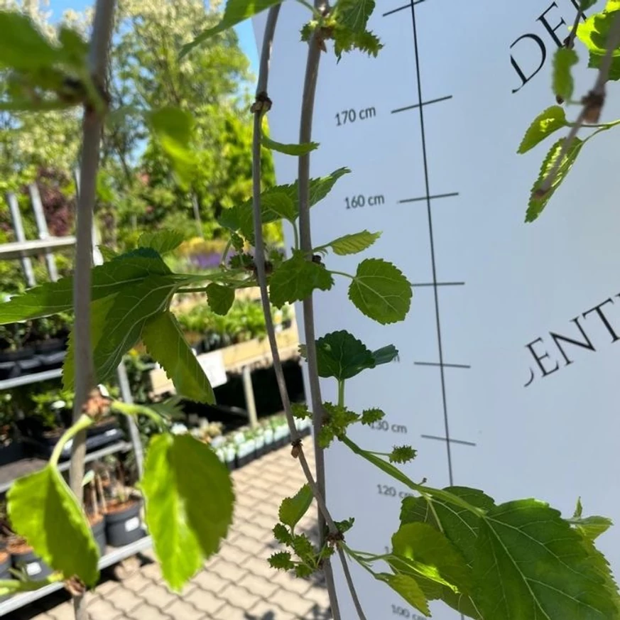 Morus alba Pendula C7,5 - Dud alb pletos