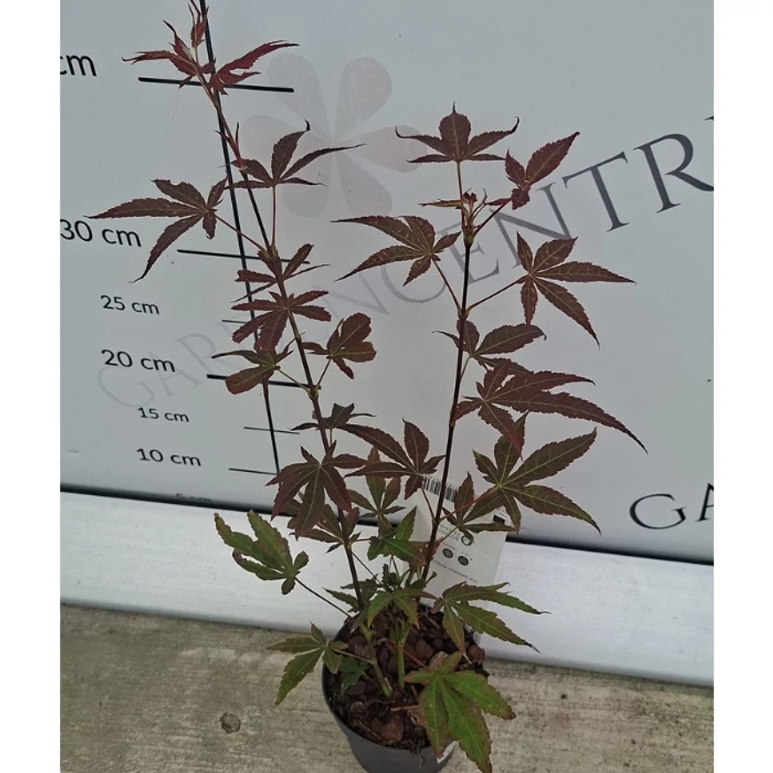 Acer palmatum Atropurpureum P10,5 -  Arțar japonez roșu