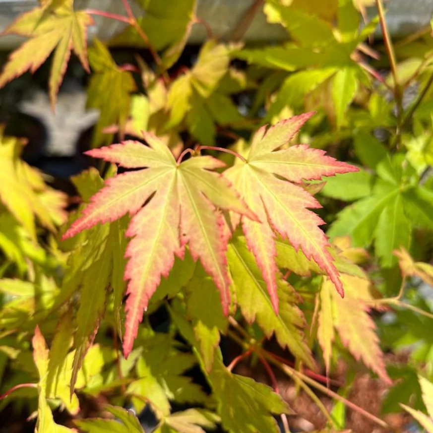 Acer palmatum Orange Dream - Arțar japonez Orange Dream