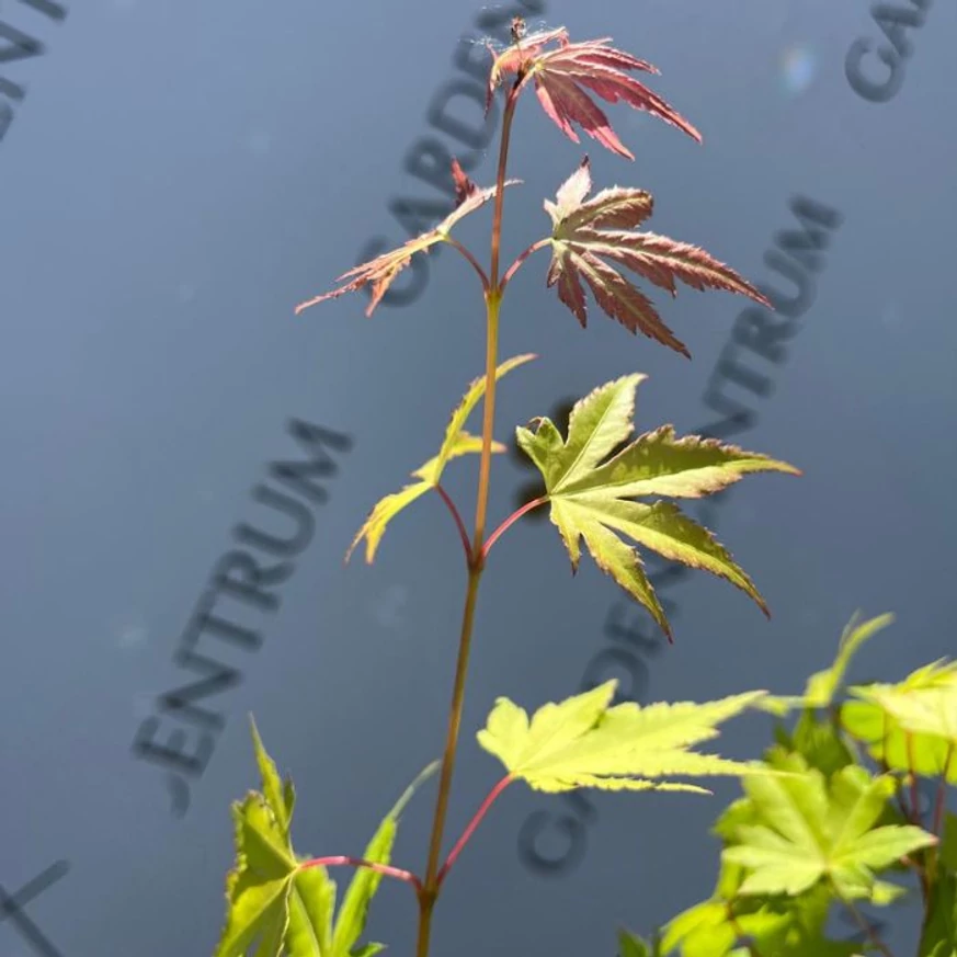 Acer palmatum Orange Dream - Arțar japonez Orange Dream