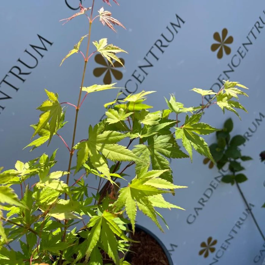 Acer palmatum Orange Dream - Arțar japonez Orange Dream