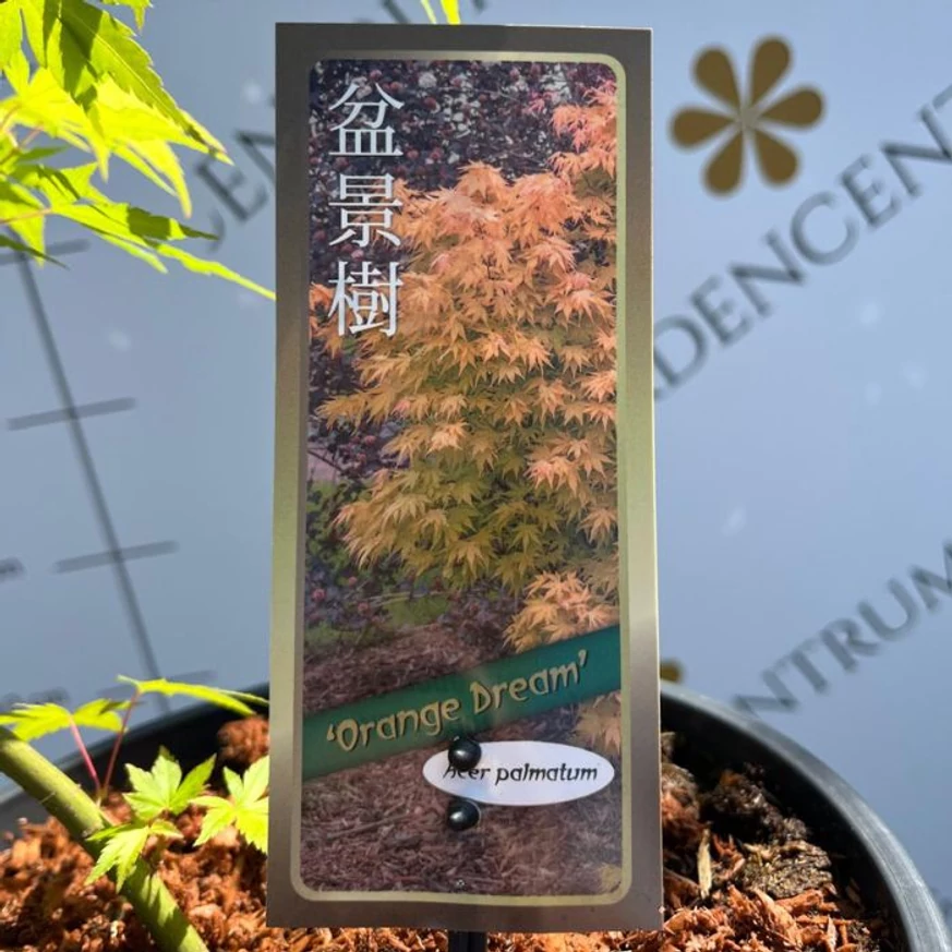 Acer palmatum Orange Dream - Arțar japonez Orange Dream