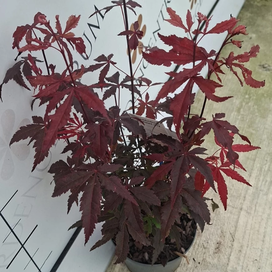 Arțar japonez roșu în pepiniera noastră în luna septembrie. 