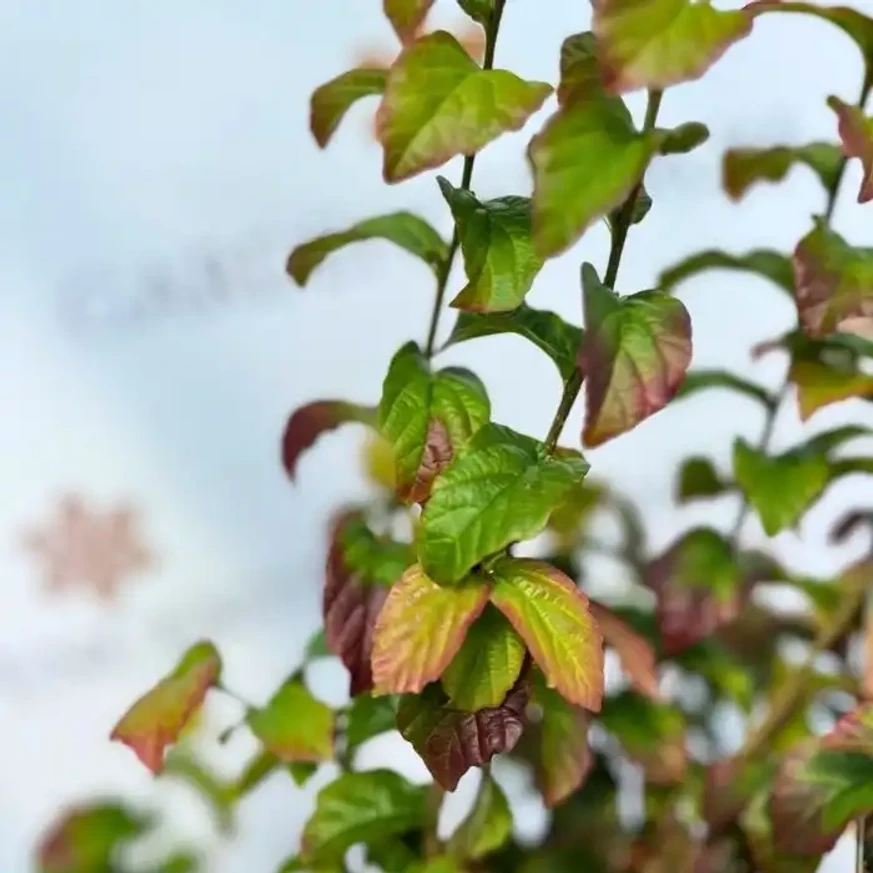 Frunzele arborelui Parrotia persica Persian Spire în luna septembrie. 