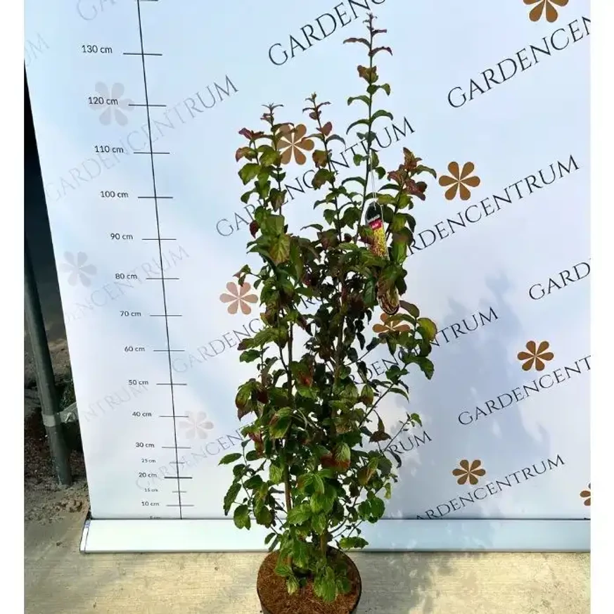 Arbore de fier Persian Spire într-un ghiveci de 7 litri. 