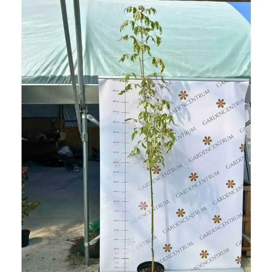 Aspectul și dimensiunea arțarului ornamental Acer negundo Flamingo în pepiniera noastră.