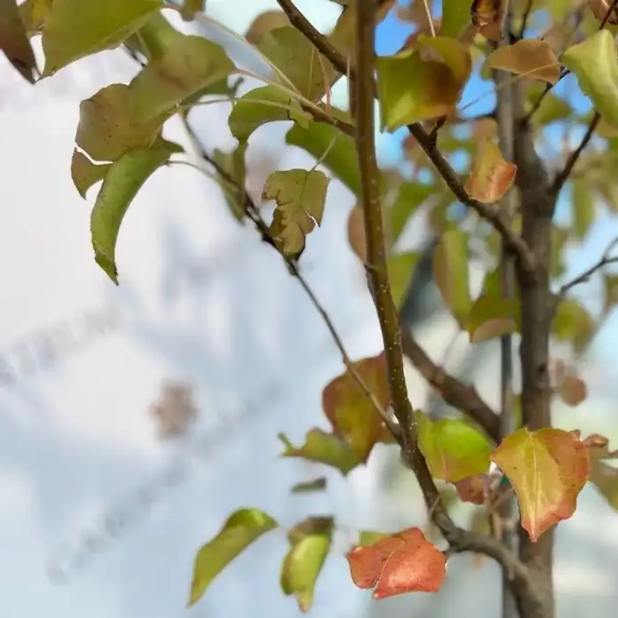 Aspectul frunzelor părului ornamental Chanticleer în luna septembrie.