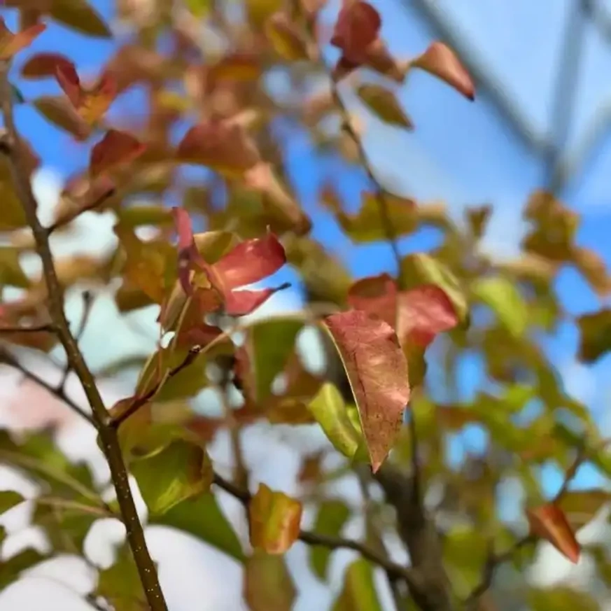 Colorația de toamnă a frunzelor arborelui ornamental Pyrus calleryana Chanticleer în pepiniera noastră.