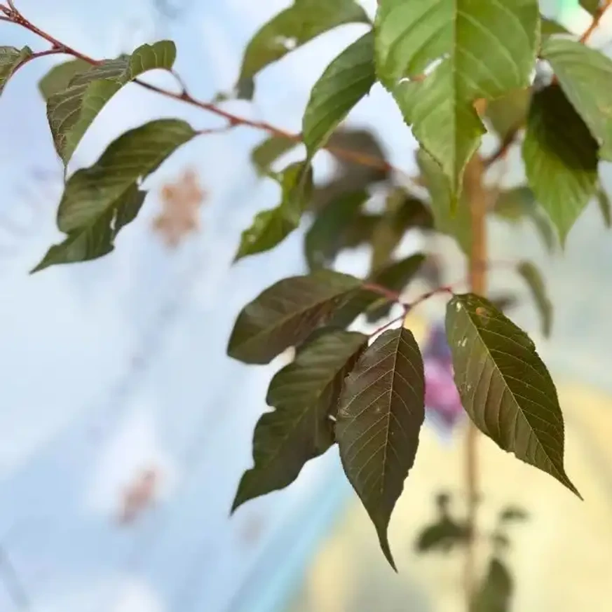 Prunus serrulata Royal Burgundy cu forma și culoarea frunzelor în pepiniera noastră.