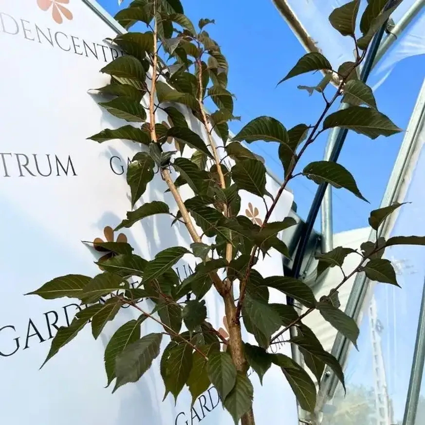 Prunus serrulata Royal Burgundy impresionează și prin frunzișul său bordo intens.