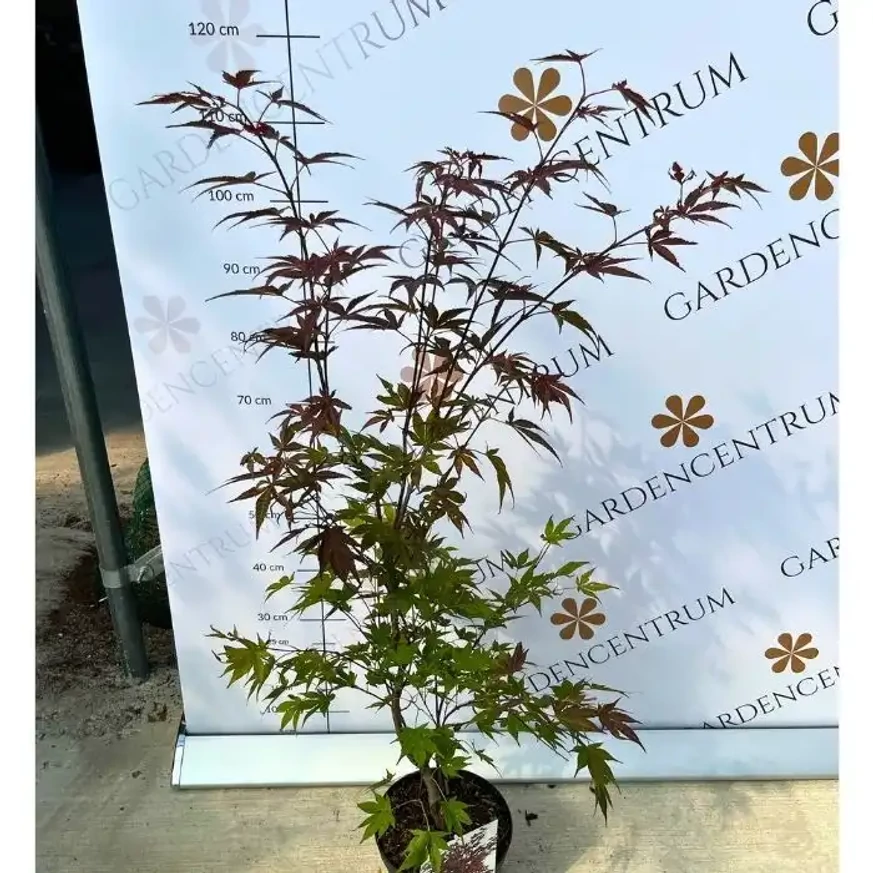 Aspectul și dimensiunile plantei noastre de Acer palmatum Atropurpureum.