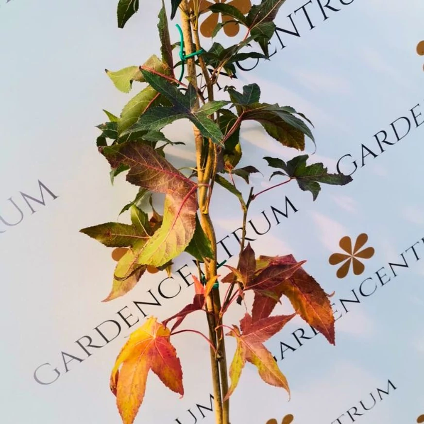 Culorile frunzelor de toamnă ale arborilor columari Liquidambar styraciflua în pepiniera noastră.