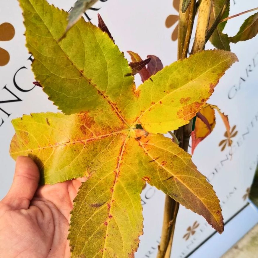 Forma frunzelor și nuanțele spectaculoase de toamnă ale Liquidambar styraciflua Slender Silhouette.