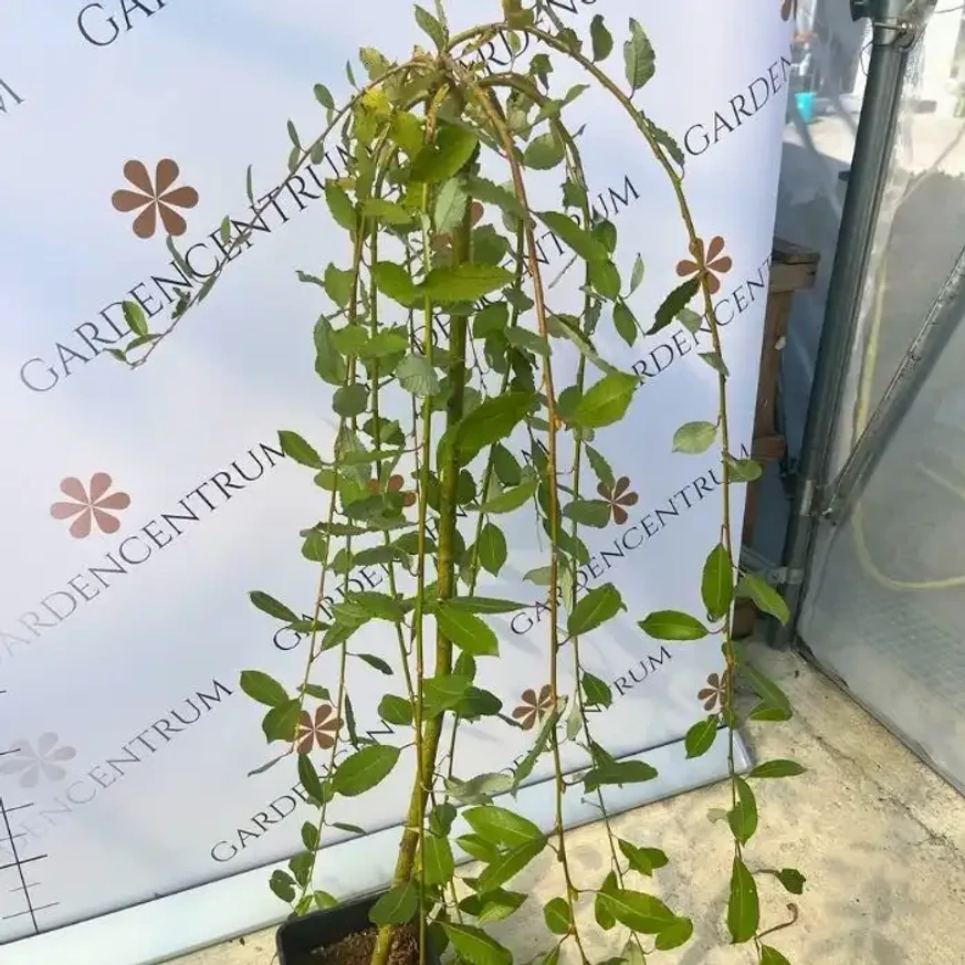 Aspectul plantei Salix caprea Kilmarnock în luna septembrie, în pepiniera noastră. 