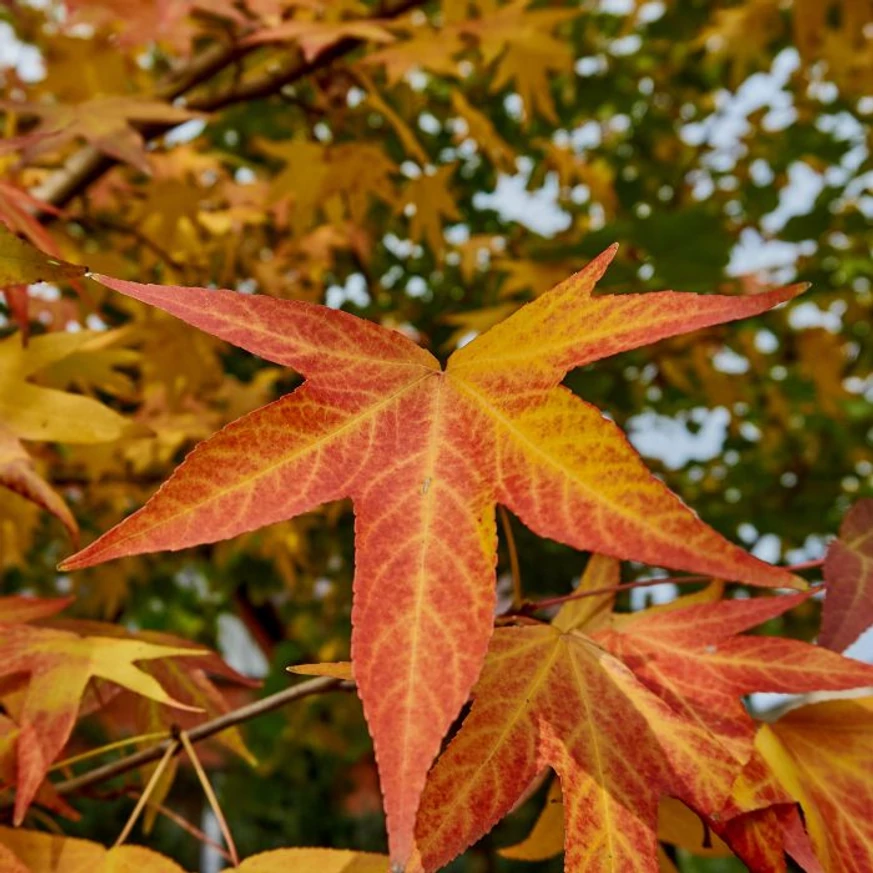 Forma frunzelor și culorile de toamnă ale arborilor de gumă columnari.