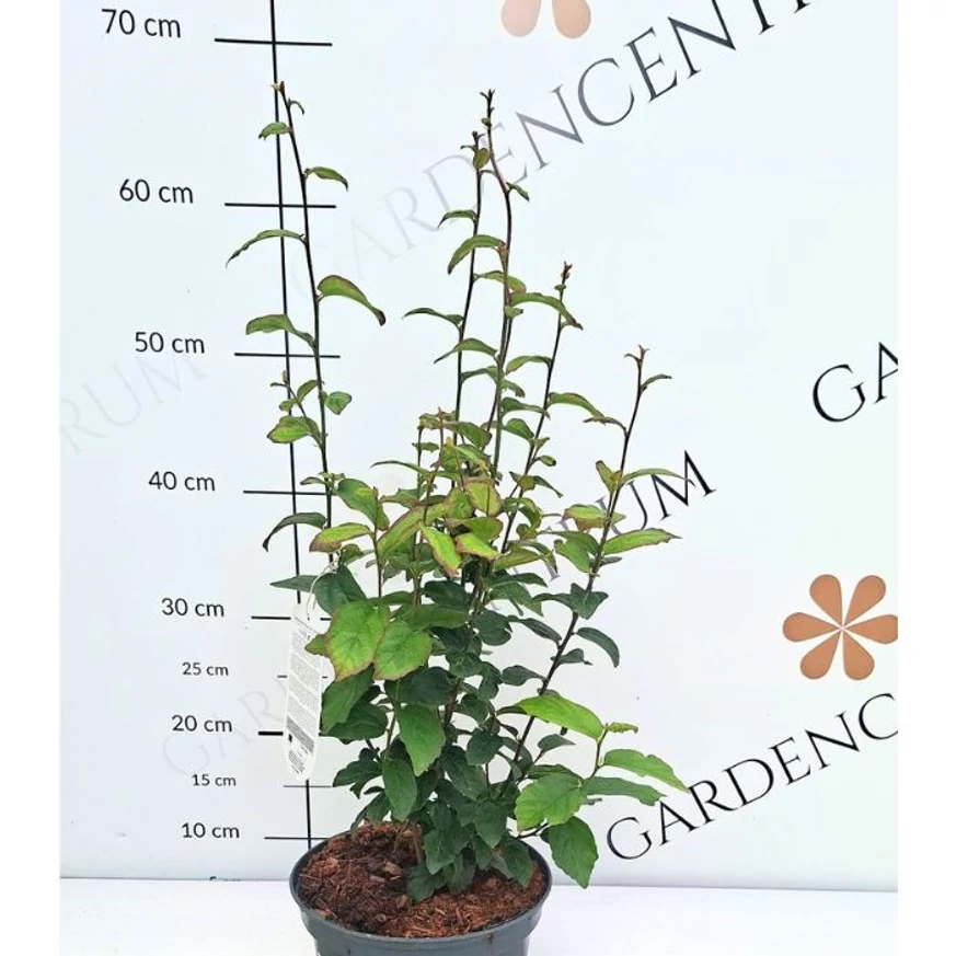 Dimensiunea plantei Parrotia persica Persian Spire în pepiniera noastră.