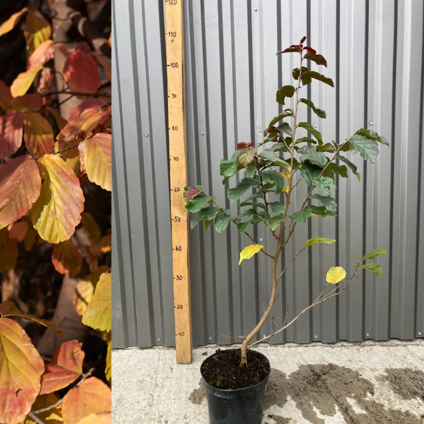 Parrotia persica la ghiveci. 