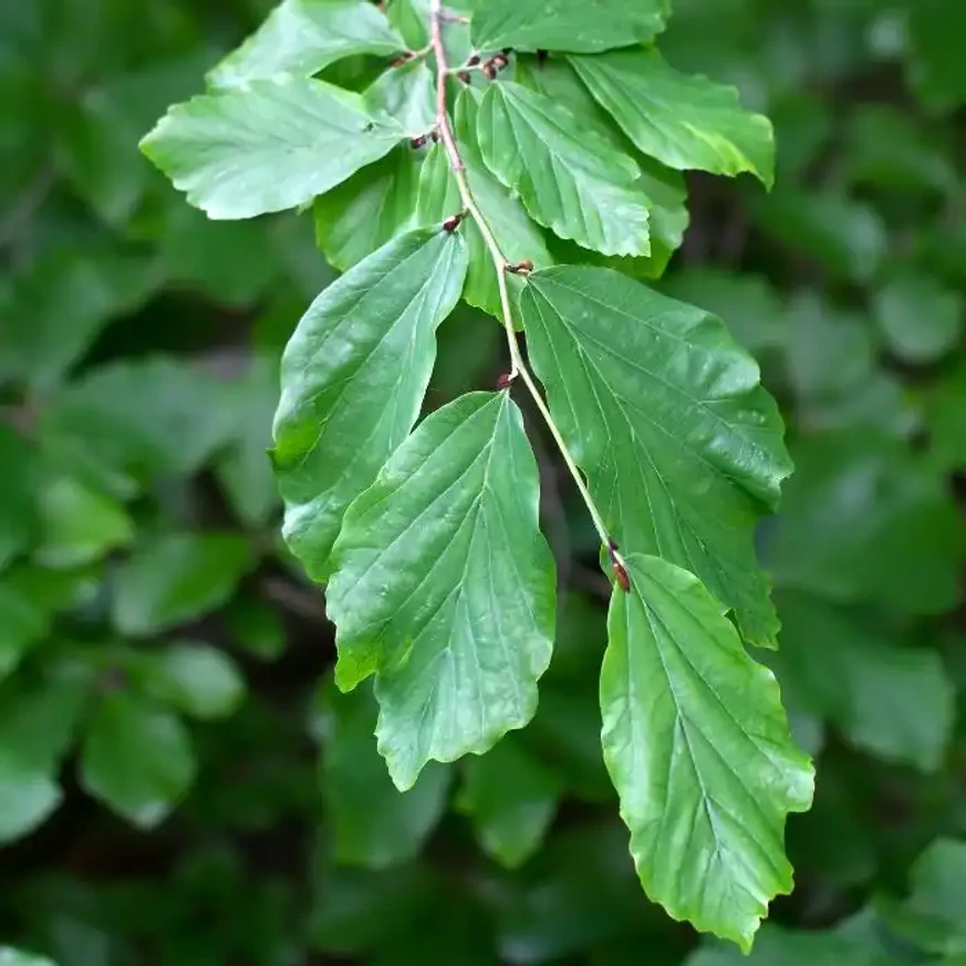 Frunzele arborelui de fier. 