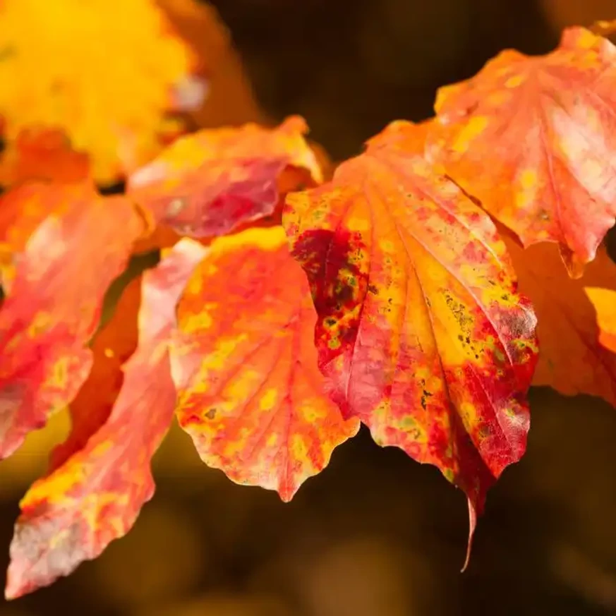 Parrotia persica Persian Spire deocrează cu frunze colorate toamna. 