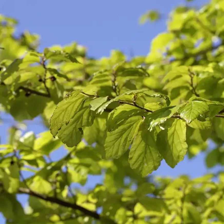 Frunzele verzi ale arborelui de fier, vara. 