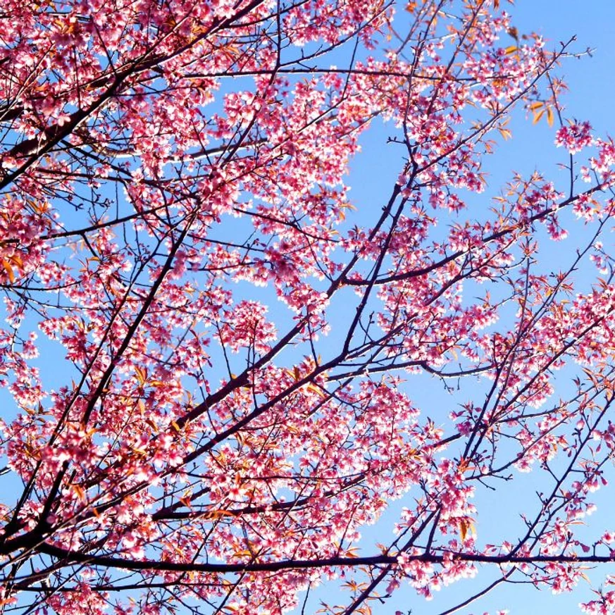  Florile roz ale Prunus serrulata Kanzan.