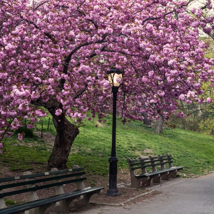 Cireș japonez ornamental solitar, la maturitate, într-un parc.