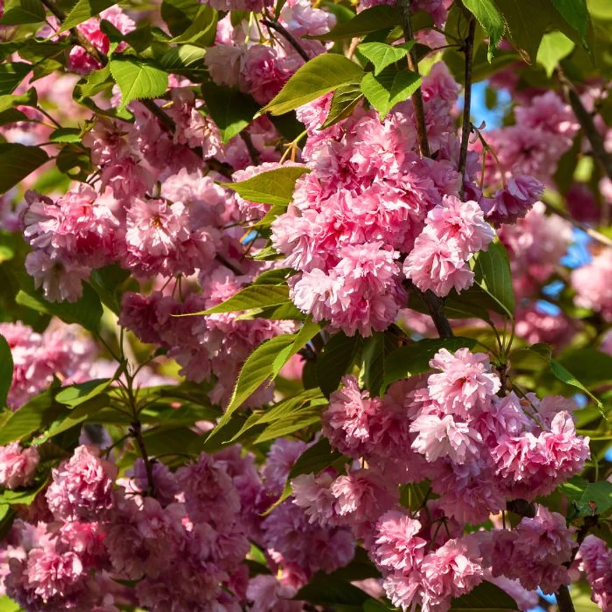 Florile duble roz ale cireșului japonez ornamental Prunus serrulata Kanzan acoperă complet ramurile arborelui.