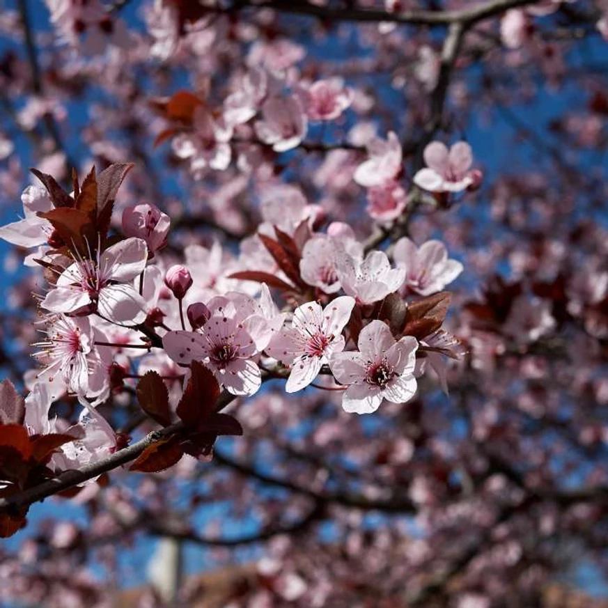 Prunus cerasifera Nigra în timpul înfloririi. 