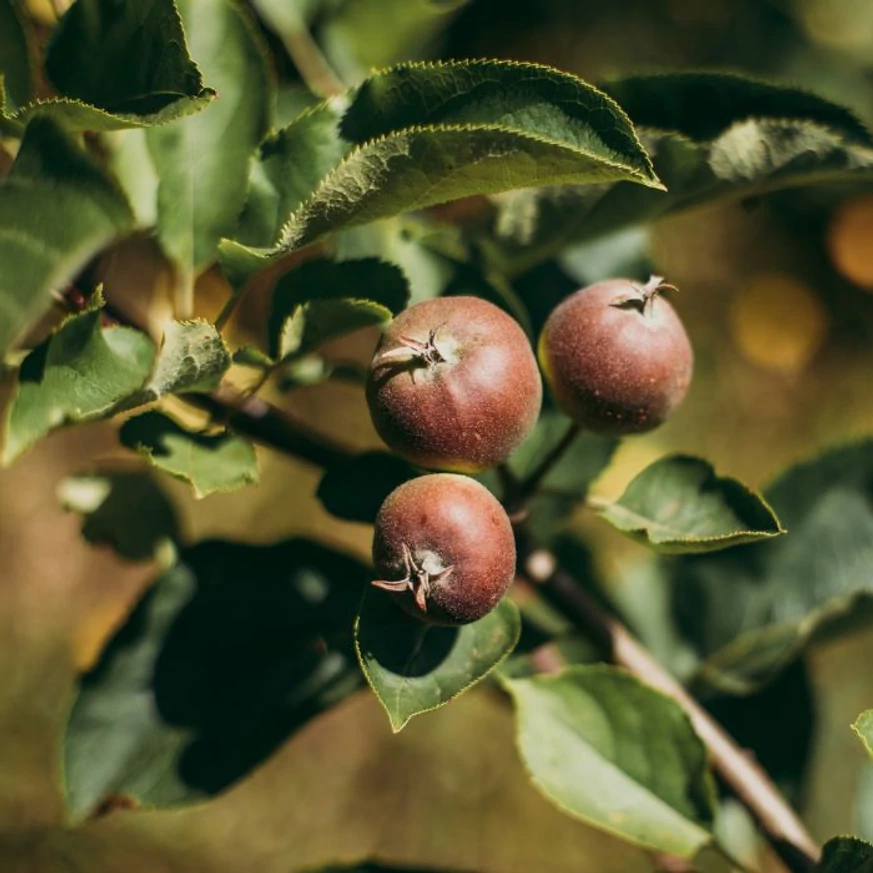 Pyrus calleryana Chanticleer produce pere mici ornamentale de culoare maro.