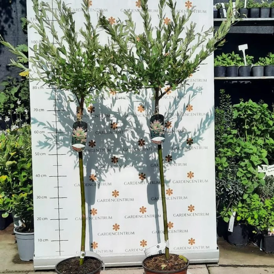Salix Hakuro-Nishiki în pepiniera noastră la mijlocul lunii septembrie. 
