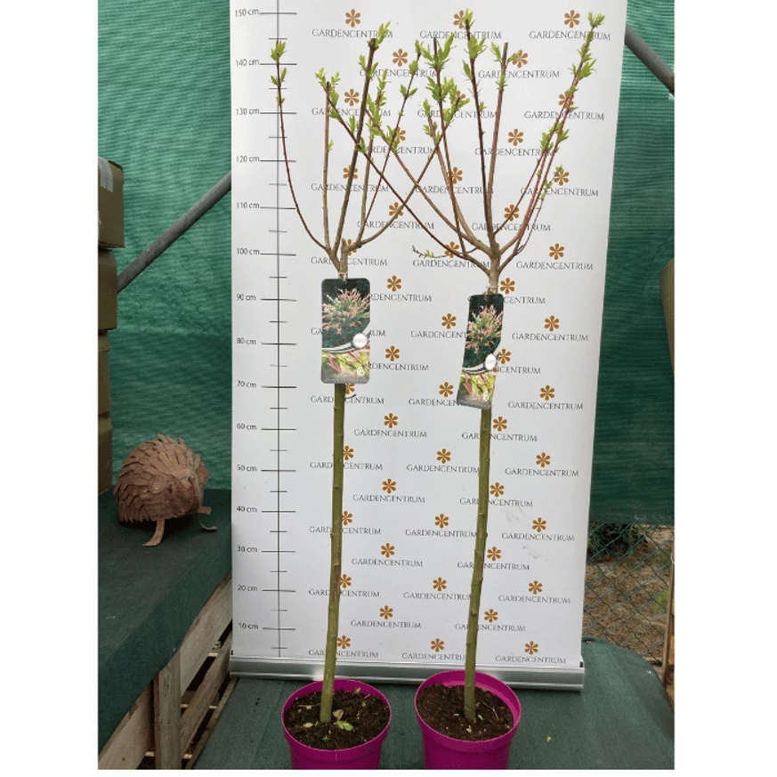 Salix Hakuro-Nishiki în pepiniera noastră în luna martie. 