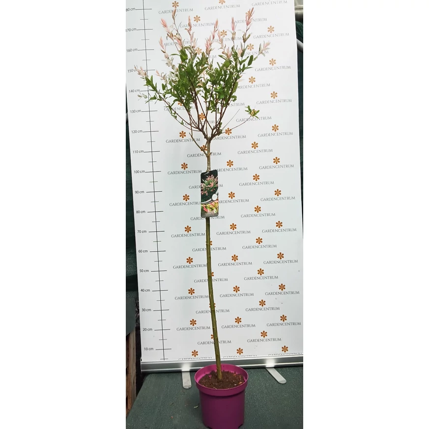 Salix Hakuro-Nishiki în pepiniera noastră la sfârșitul lunii mai. 