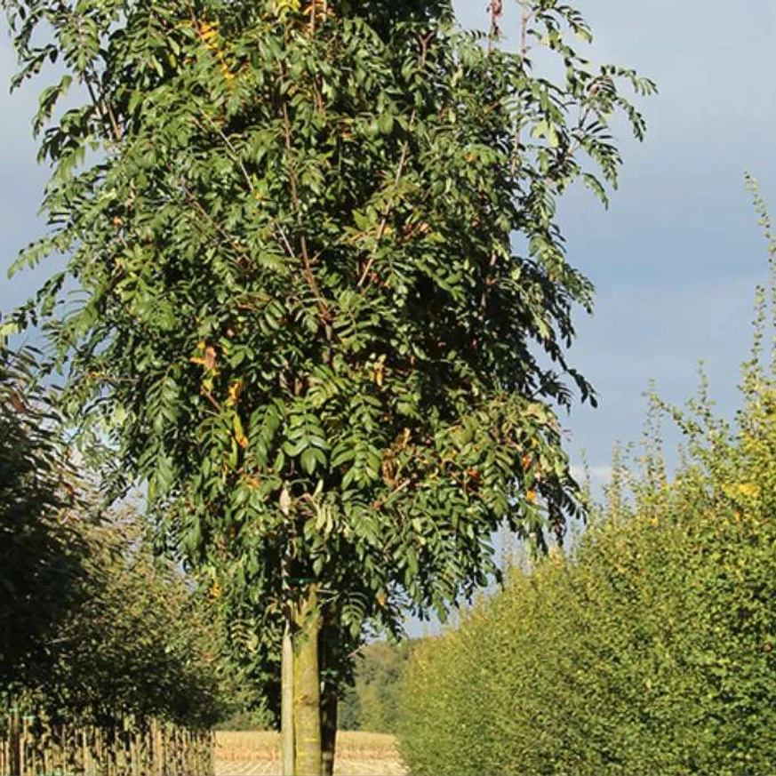 Arborele Sorbus domestica.