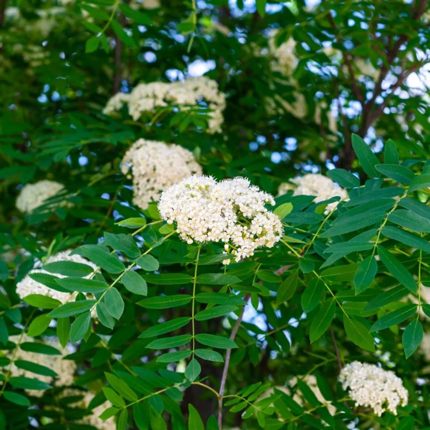 Florile albe ale scorușului ornamental, care înfloresc la începutul verii. 