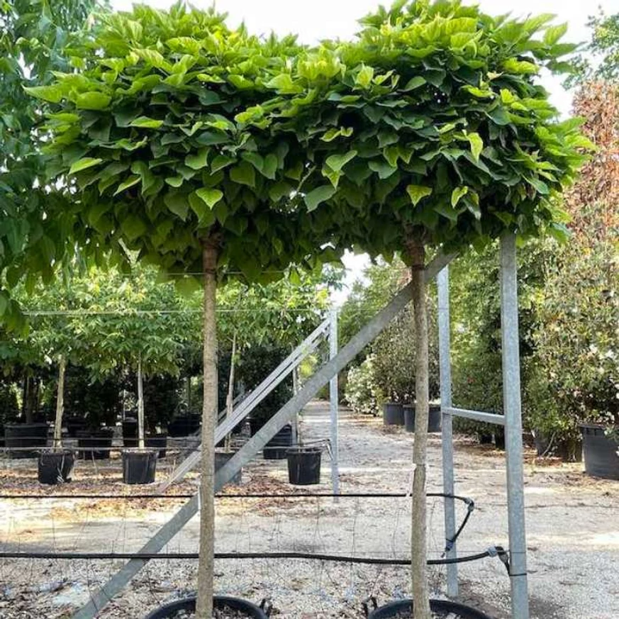 Catalpa bignonioides Nana în containere. 