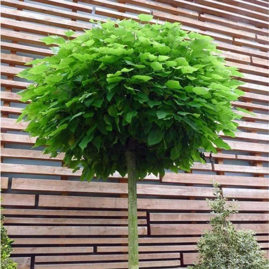Catalpa globulară plantată în fața unui gard. 