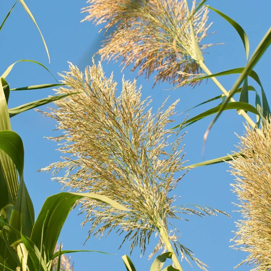 Inflorescența stufului italian. 