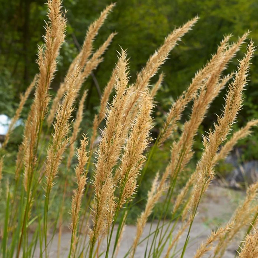 Iarba ornamentală Calamagrostis Karl Foerster decorează straturile perene cu inflorescențe superbe.
