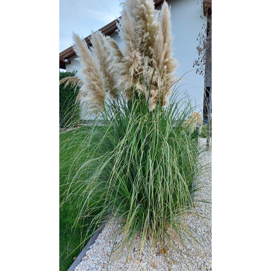 Iarbă de pampas ca plantă solitară. 