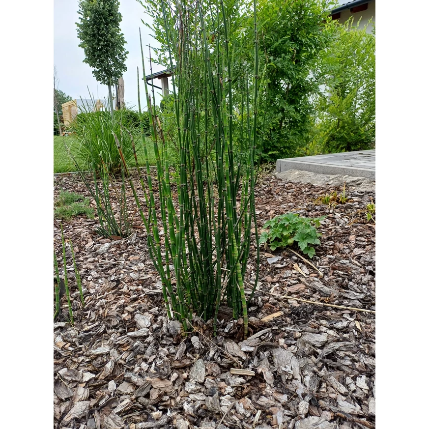 Equisetum P18 - Coada calului