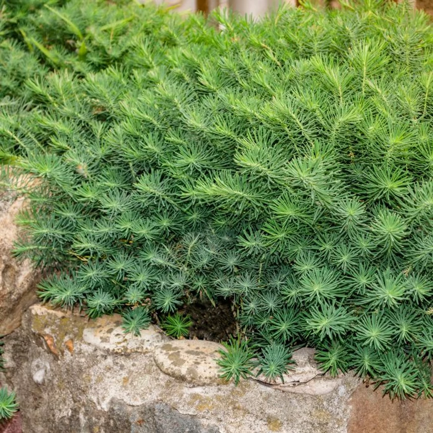 Alior plantat într-o stâncărie. 