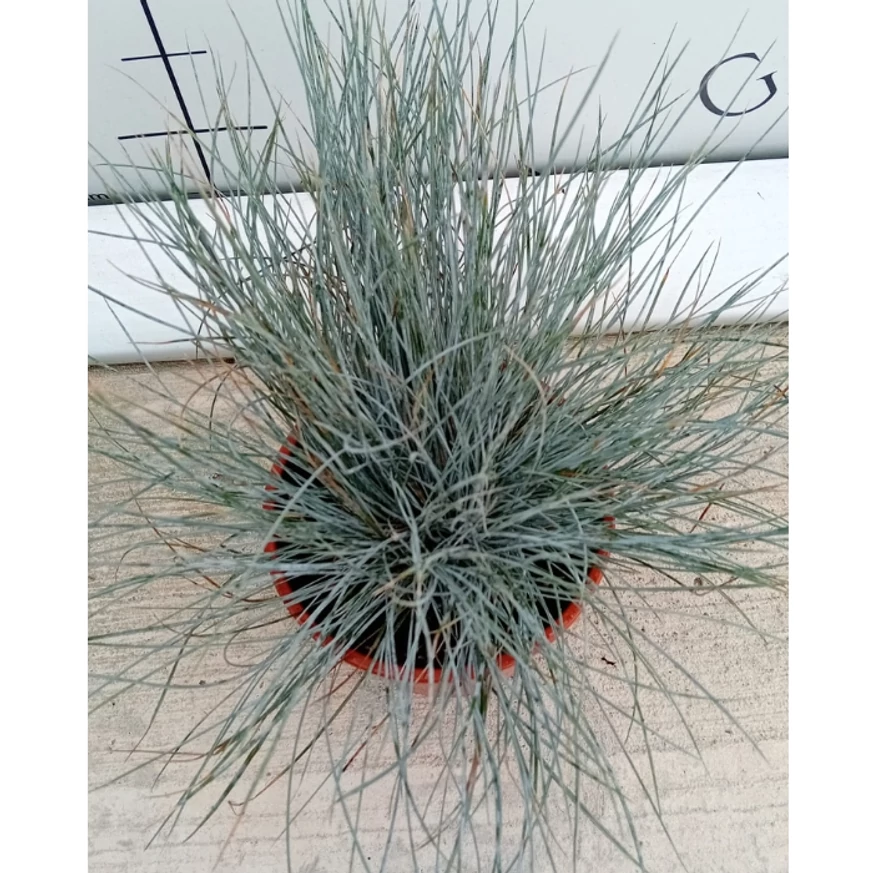 Frunzișul argintiu al ierbii ornamentale Festuca glauca. 