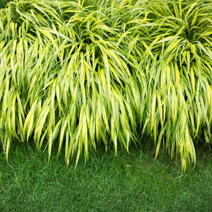 Frunzișul plantei Hakonechloa macra All Gold.