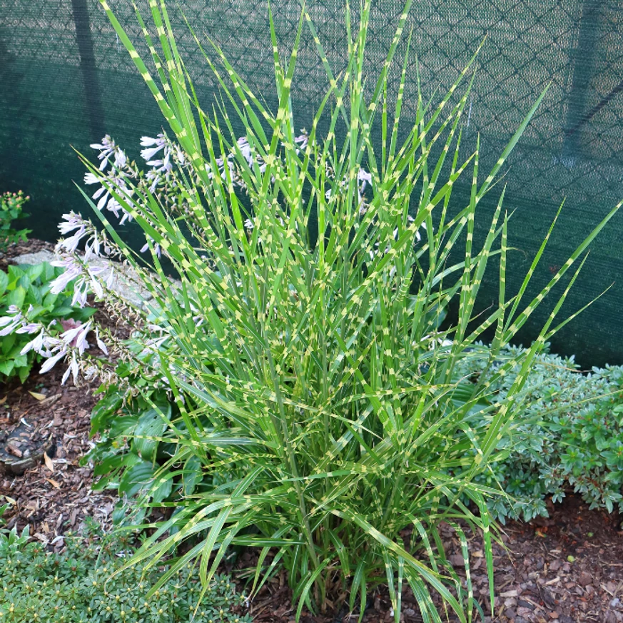 Miscanthus sinensis de 2 ani, plantat în grădină. 