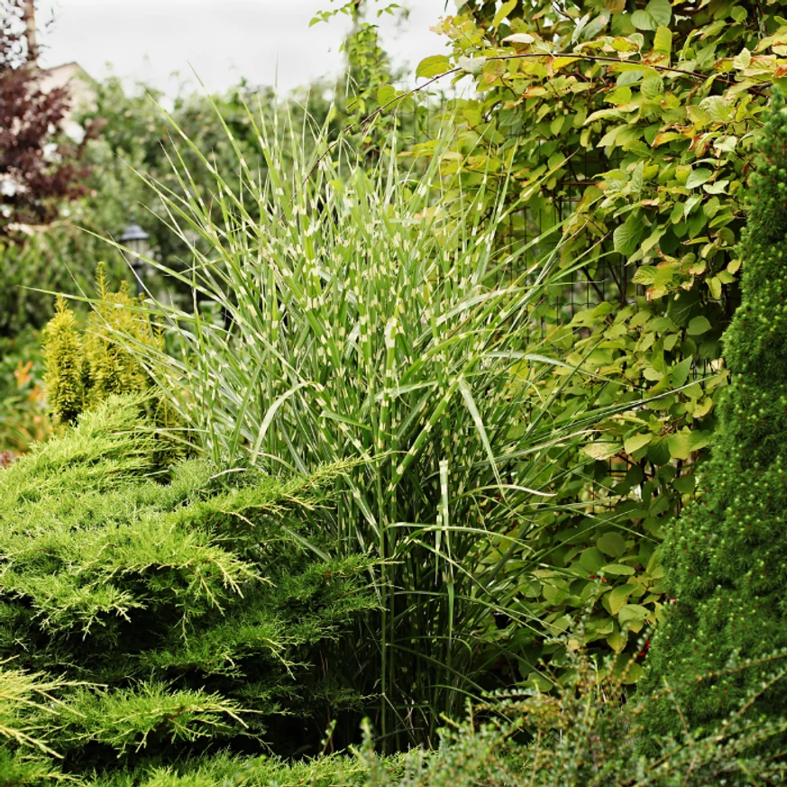 Miscanthus sinensis într-un strat de plante ornamnetale.