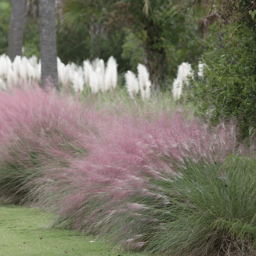 Muhlenbergia sp P14 - Iarbă ornamentală de Texas